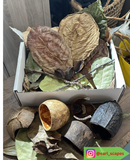 Bluewave Botanicals - Brand Partner - FULL LEAF PACK