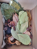 Bluewave Botanicals - Brand Partner - FULL LEAF PACK