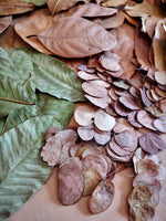 Bluewave Botanicals - Brand Partner - FULL LEAF PACK