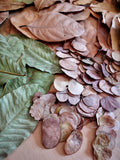 Bluewave Botanicals - Brand Partner - FULL LEAF PACK