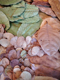 Bluewave Botanicals - Brand Partner - FULL LEAF PACK